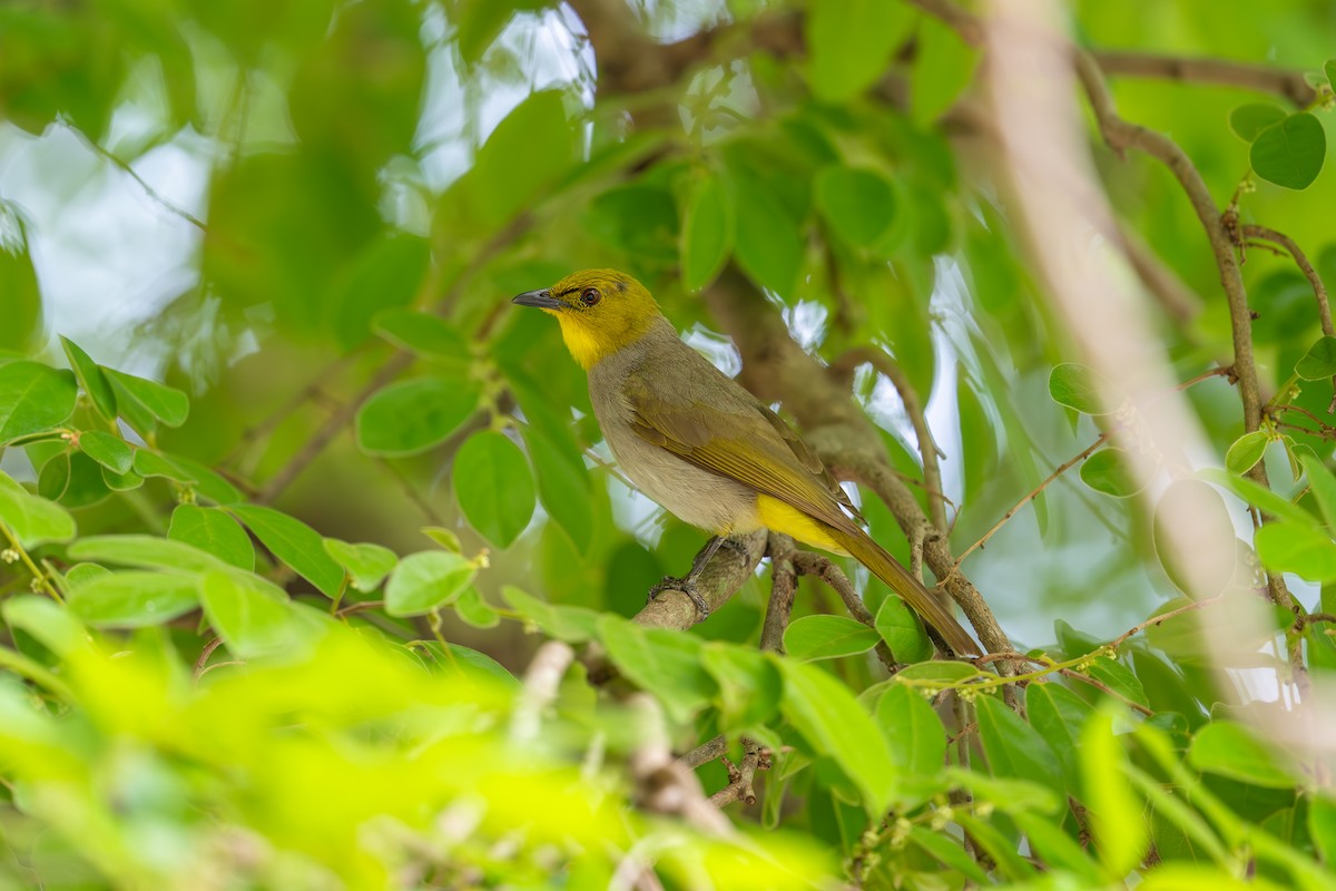 Yellow-throated Bulbul - Aditya Rao