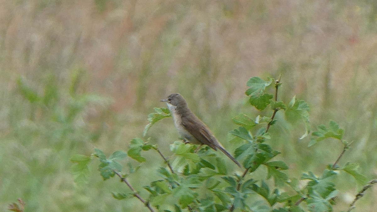 Greater Whitethroat - ML619616366