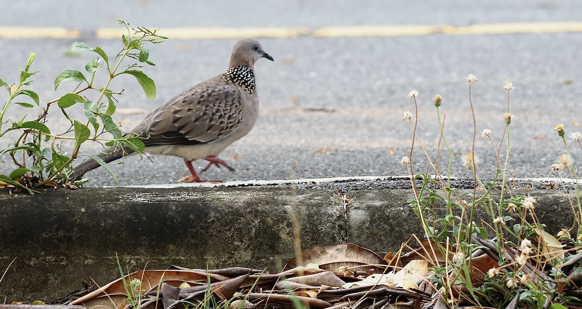 Spotted Dove - 芳色 林