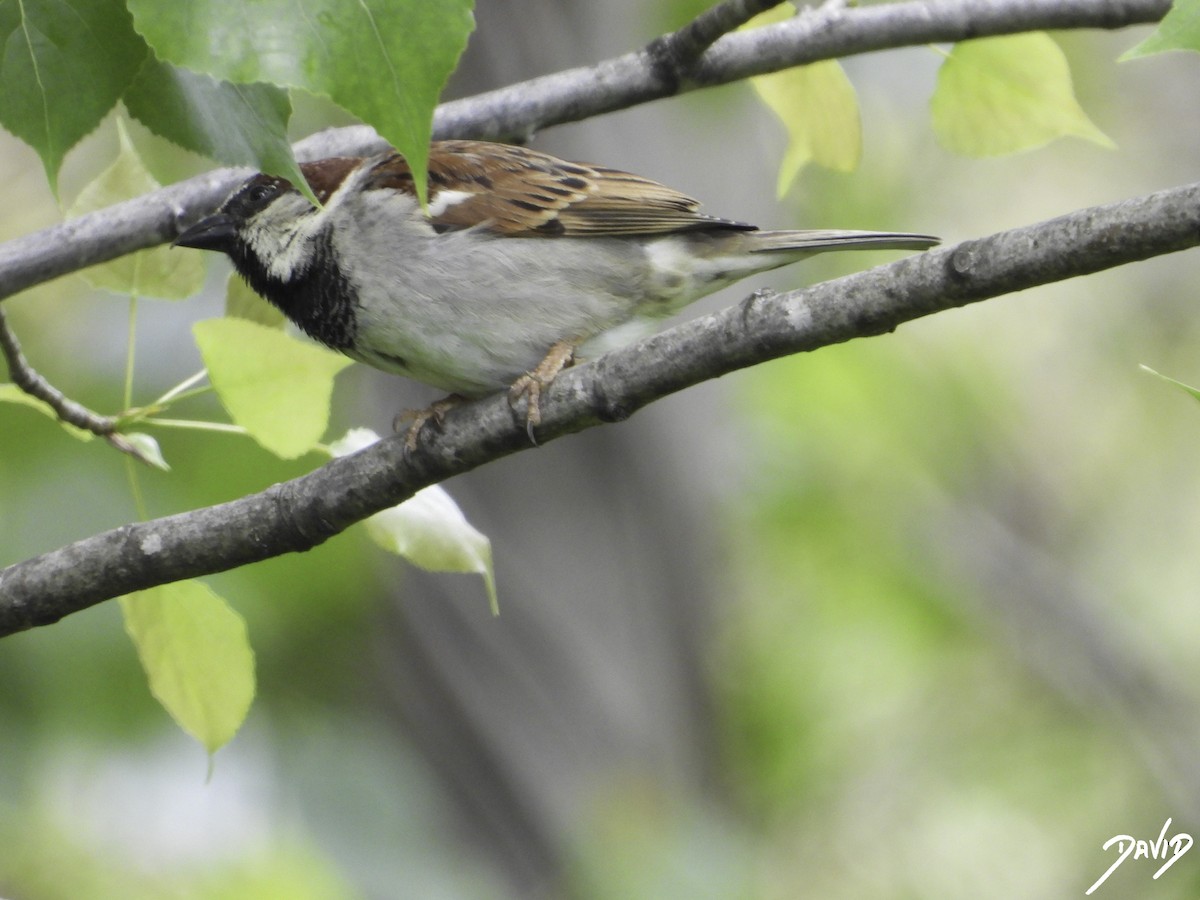 House Sparrow - David Alonso Otero