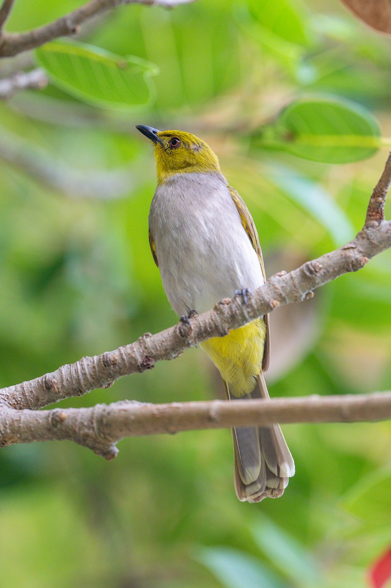 Yellow-throated Bulbul - ML619616372