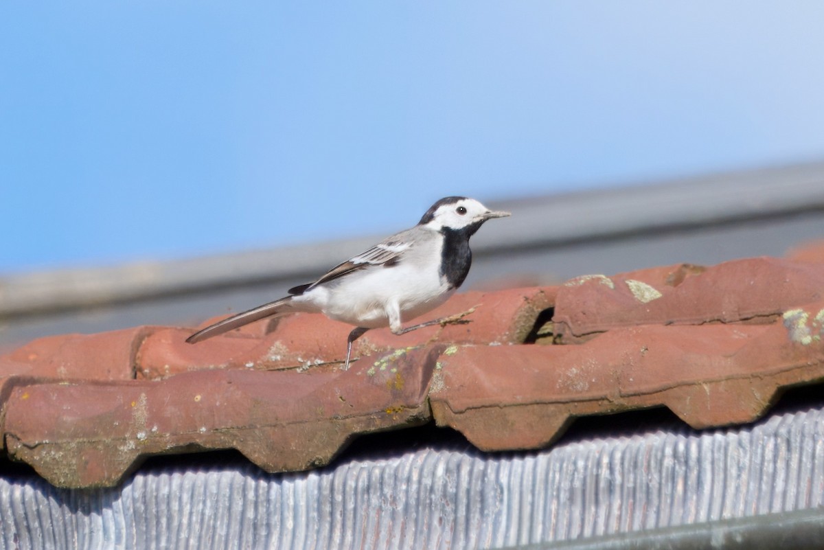 White Wagtail - Peter Trommel