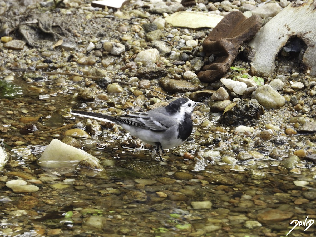 White Wagtail - David Alonso Otero