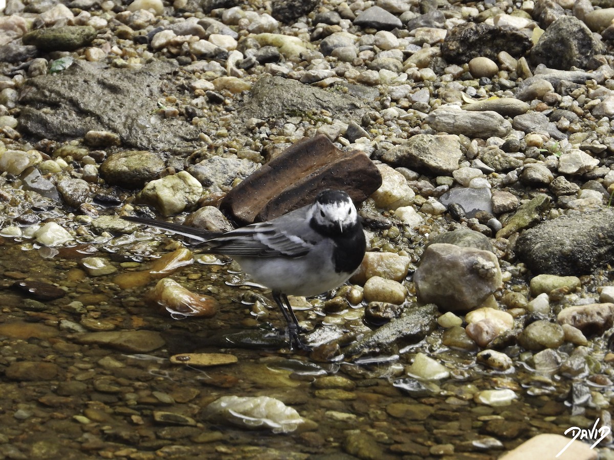 White Wagtail - David Alonso Otero