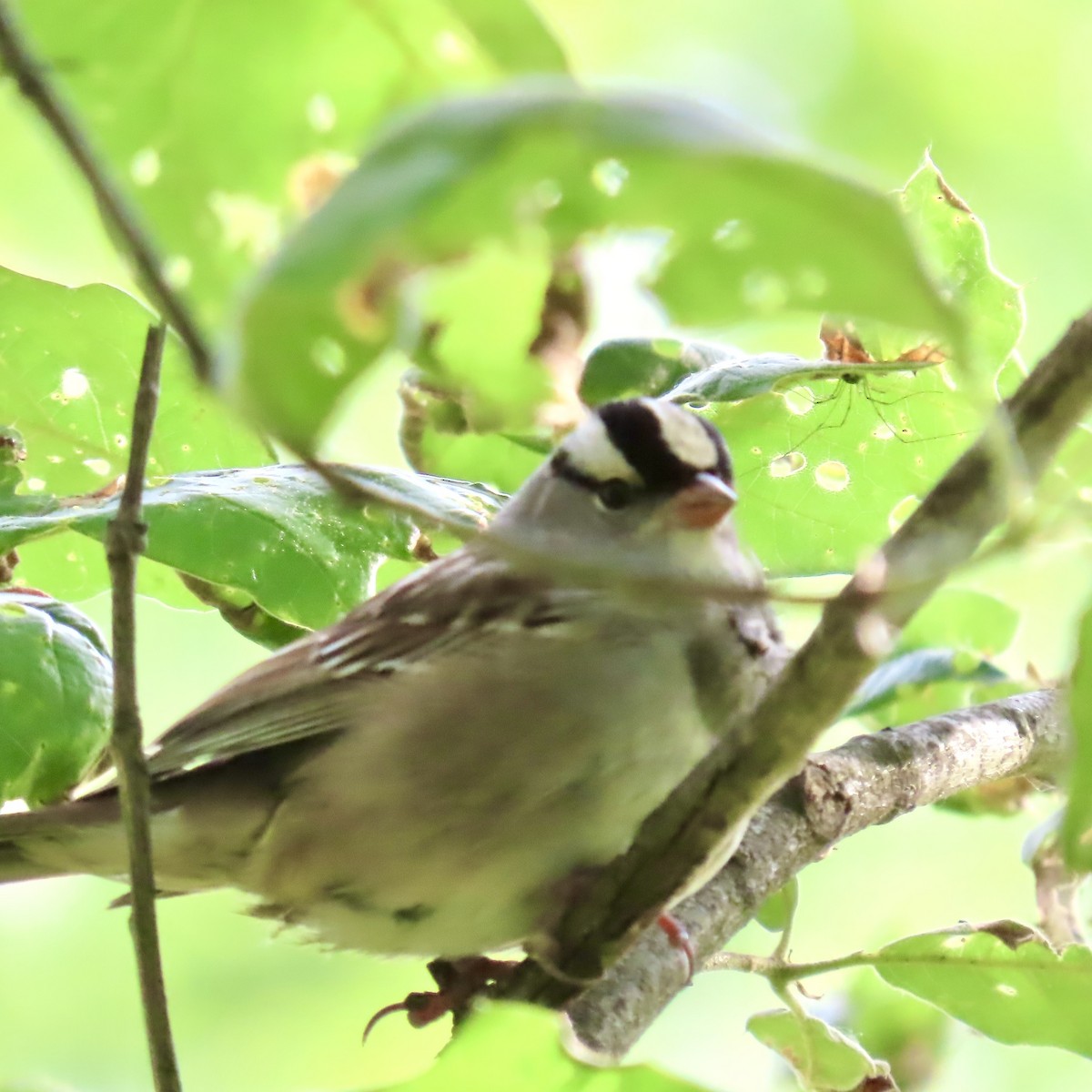 White-crowned Sparrow - ML619616394