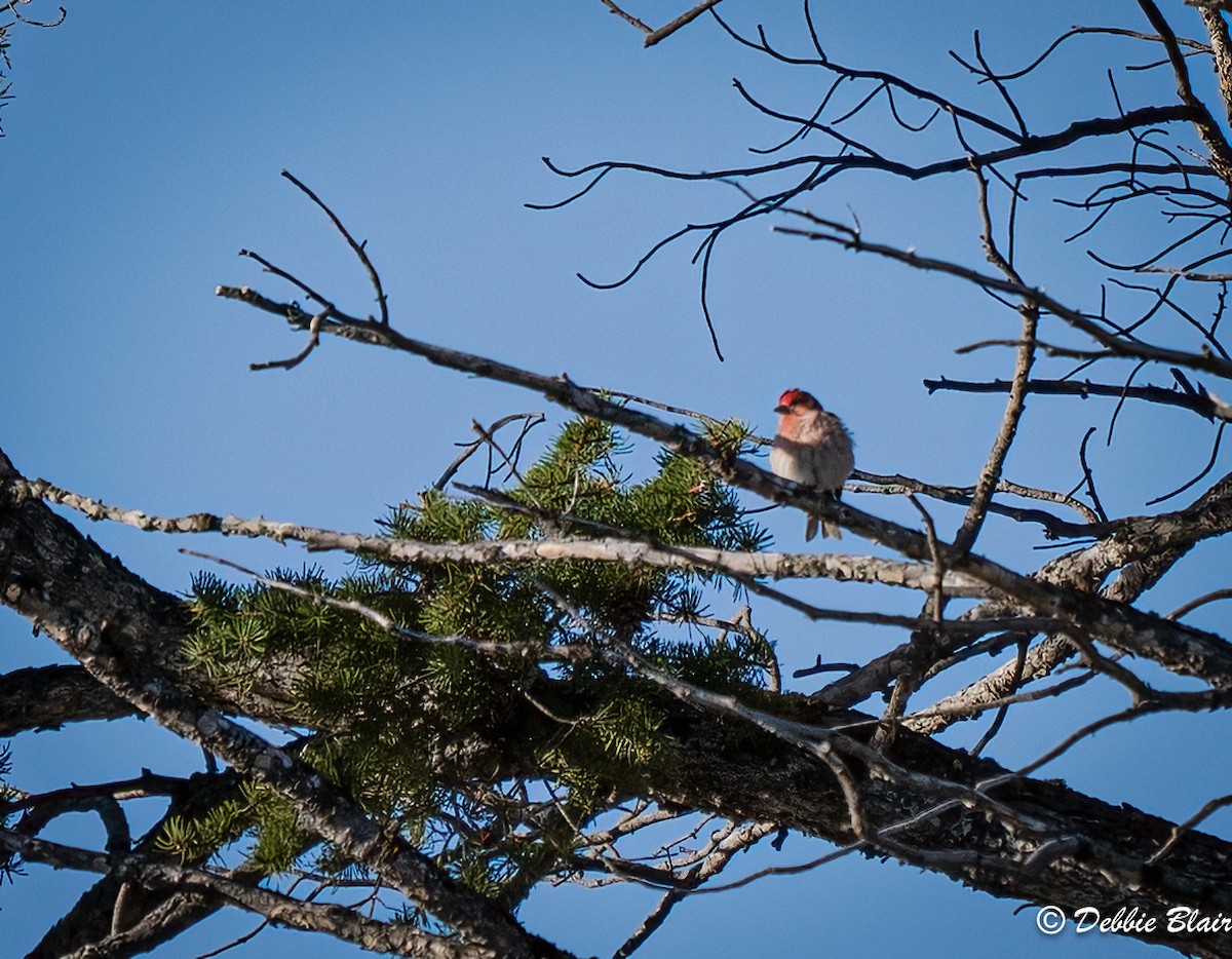 Cassin's Finch - Debbie Blair