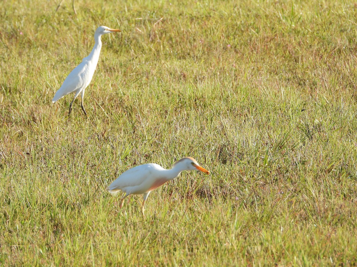 Western Cattle Egret - Sandi Jacques