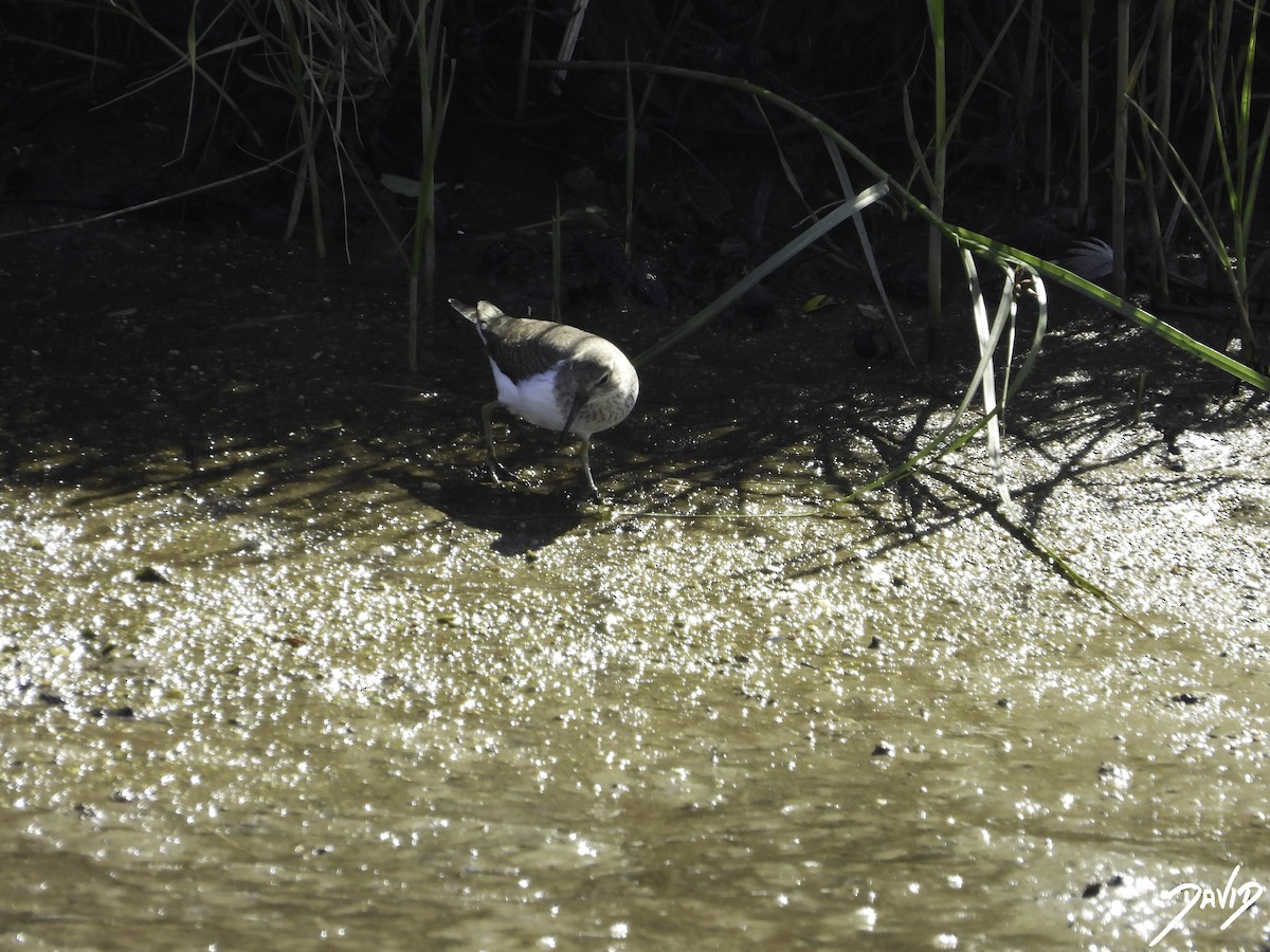 Common Sandpiper - David Alonso Otero