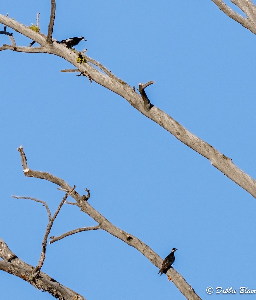 Williamson's Sapsucker - Debbie Blair