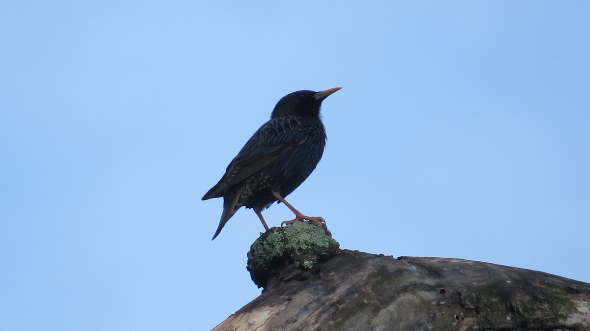 European Starling - ML619616433