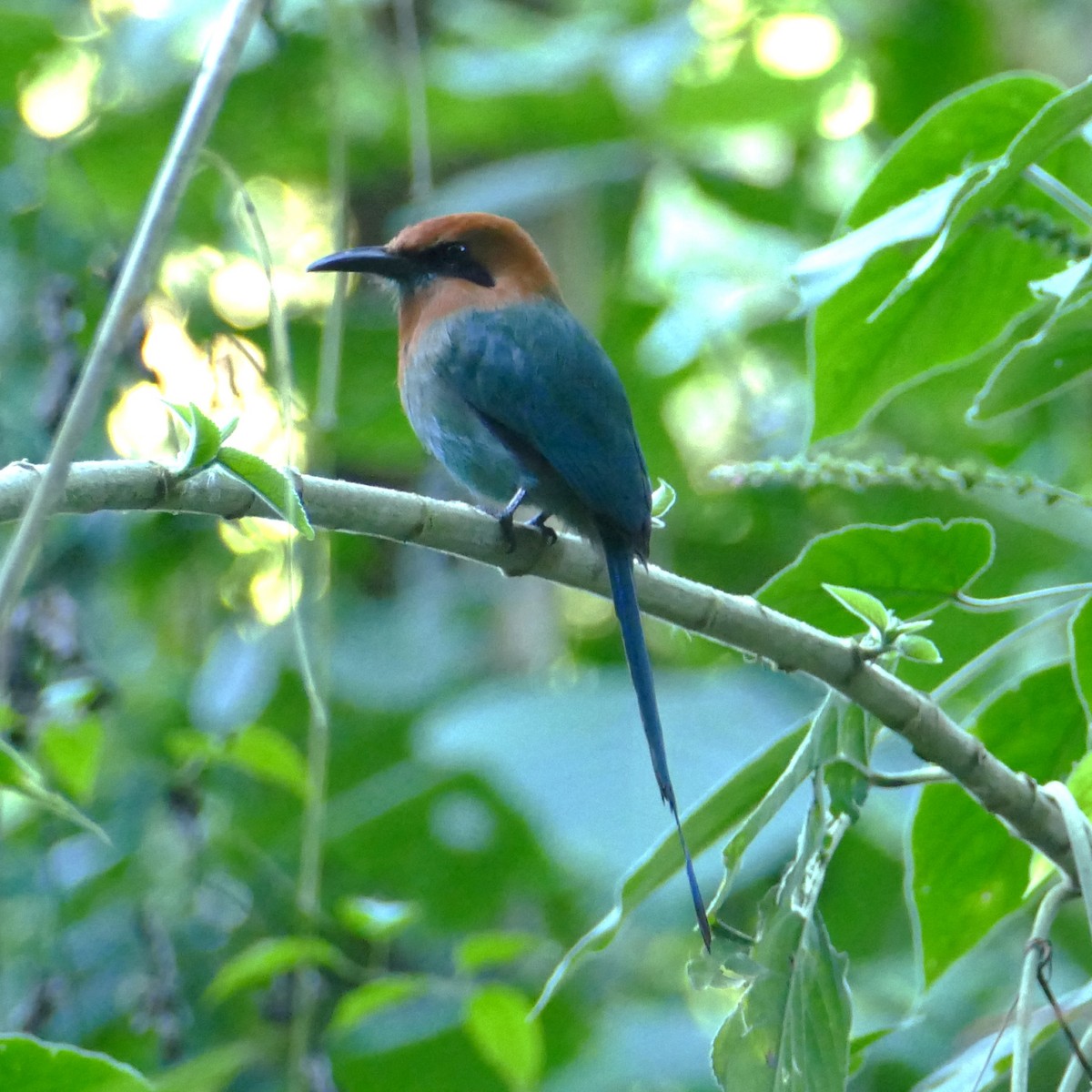 Motmot à bec large - ML619616434