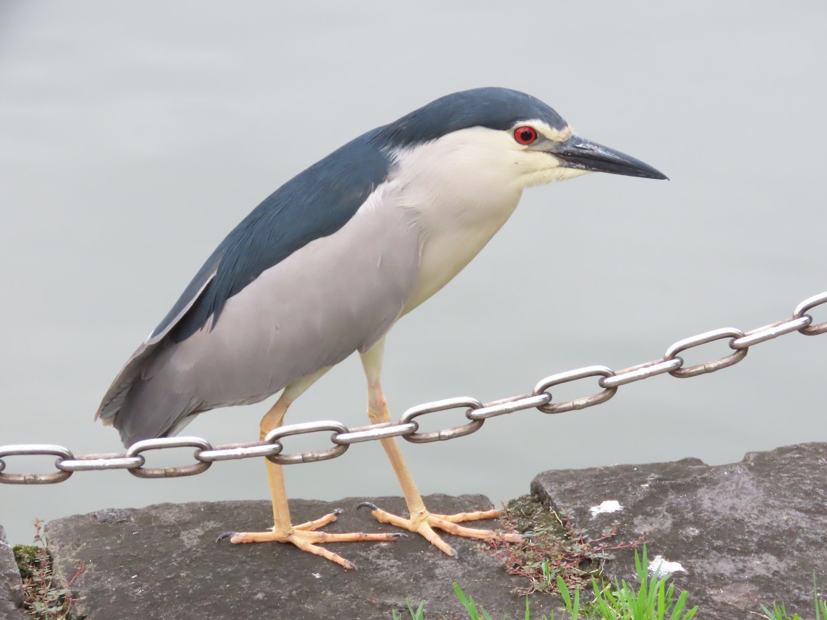 Black-crowned Night Heron - 韋勳 陳