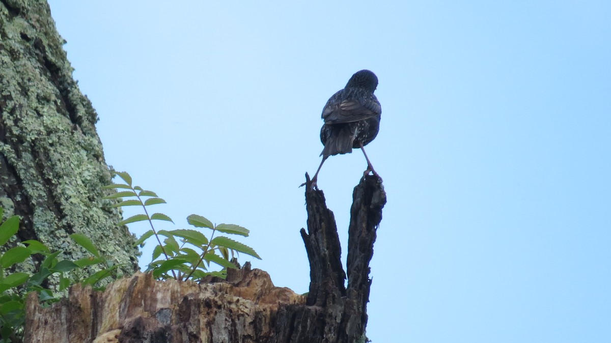 European Starling - ML619616438