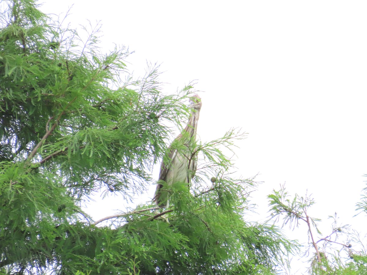 Black-crowned Night Heron - 韋勳 陳