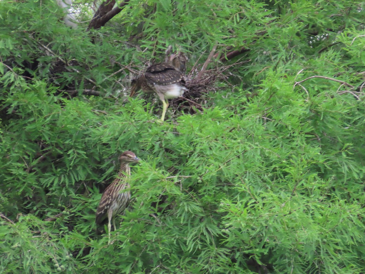 Black-crowned Night Heron - 韋勳 陳