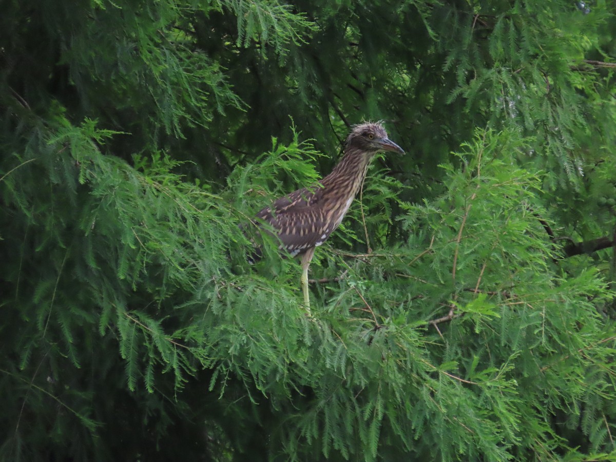 Black-crowned Night Heron - 韋勳 陳