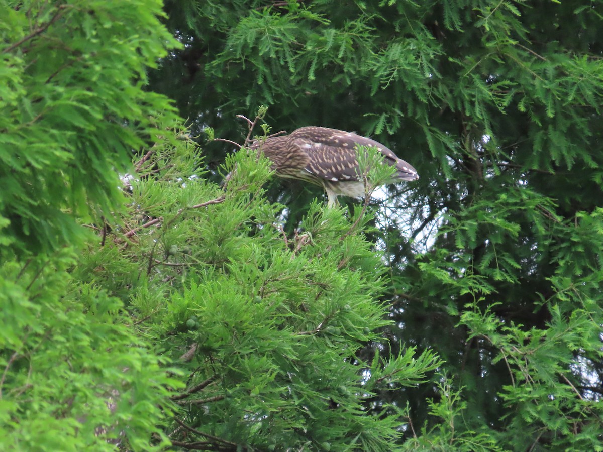 Black-crowned Night Heron - ML619616443