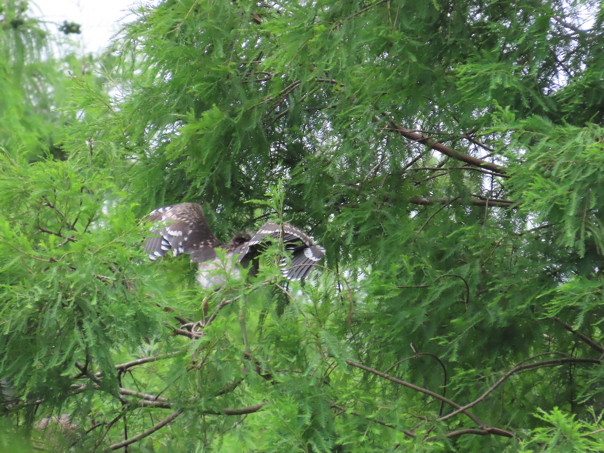 Black-crowned Night Heron - ML619616445