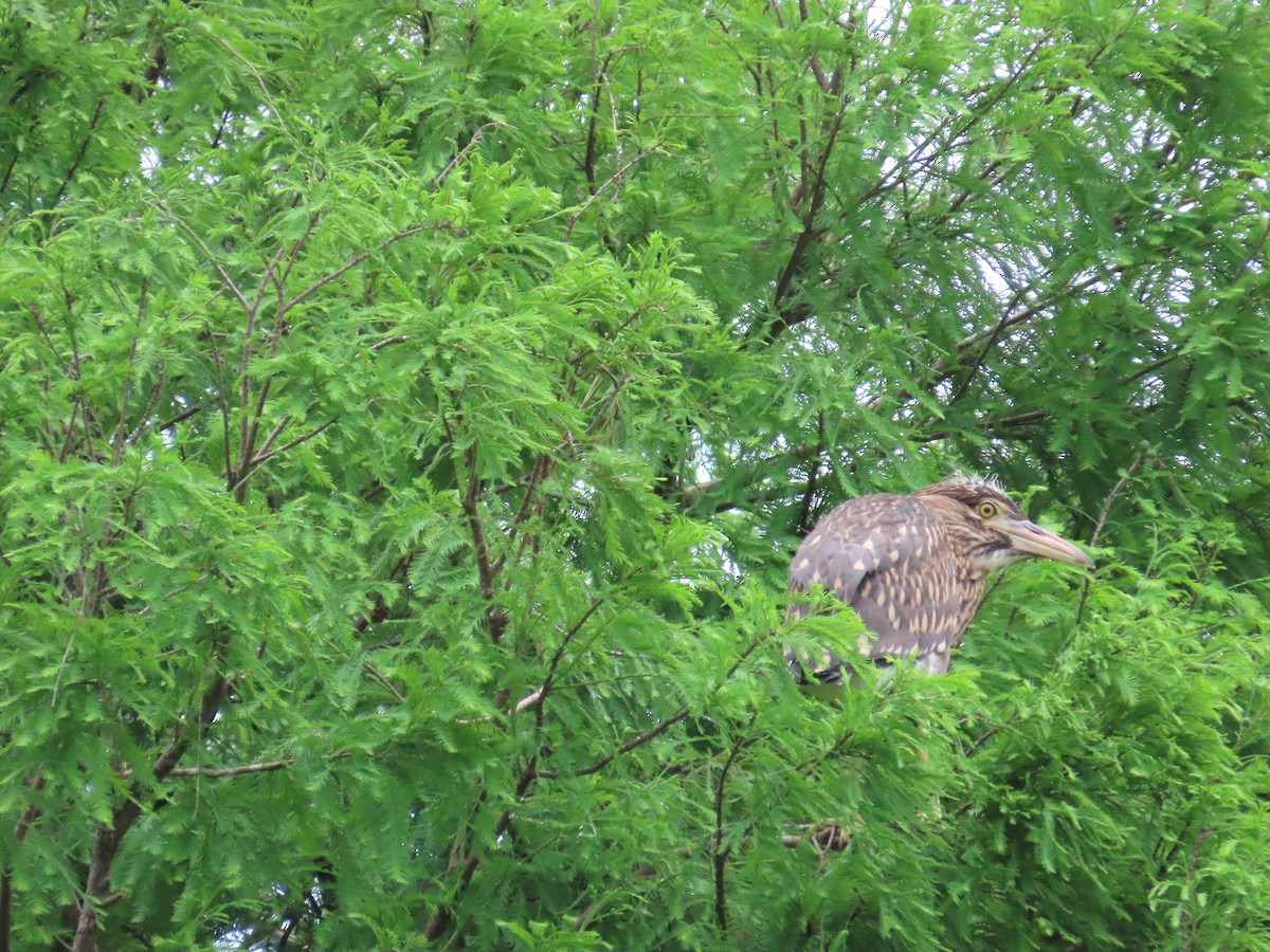 Black-crowned Night Heron - 韋勳 陳