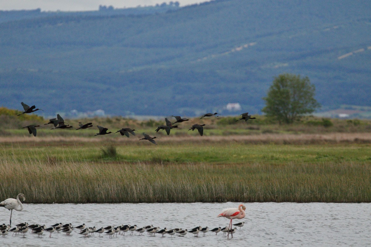 ibis hnědý - ML619616451