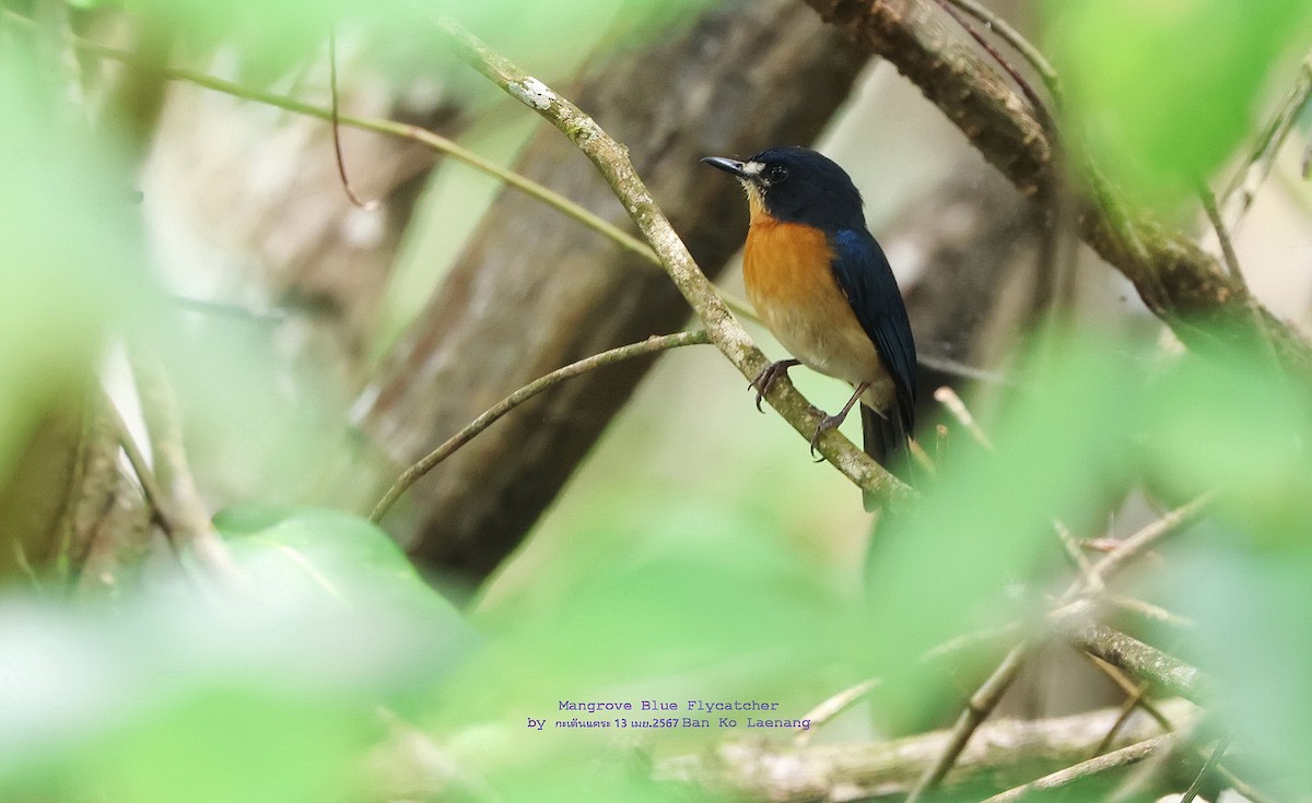 Mangrove Blue Flycatcher - Argrit Boonsanguan