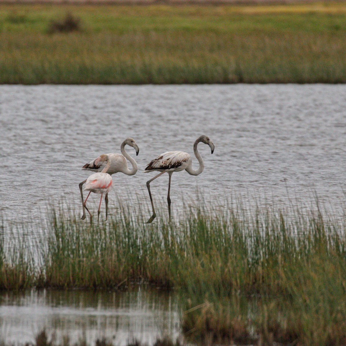 Greater Flamingo - YUSUF CANBAZ