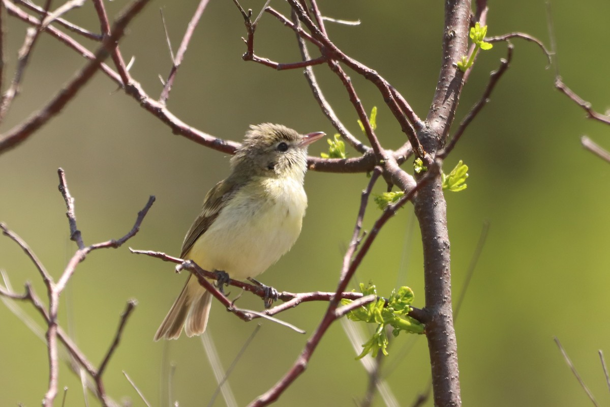 Bell's Vireo - Ethan Brown