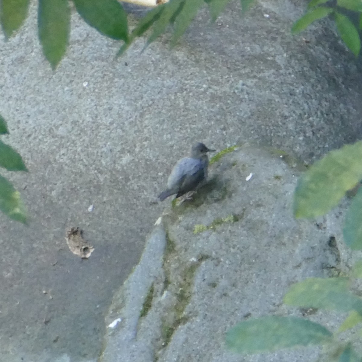 American Dipper - Ulrike Schmölzer