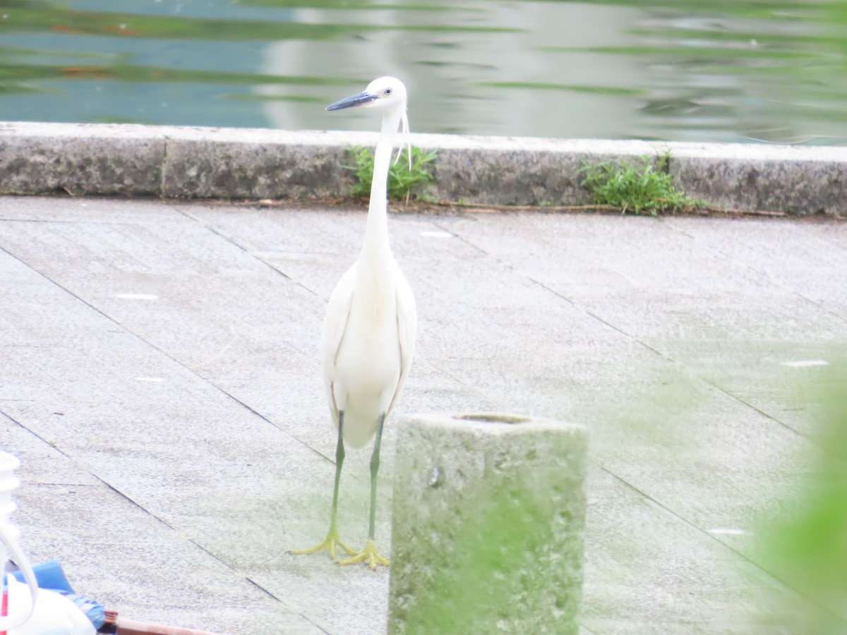 Little Egret - 韋勳 陳