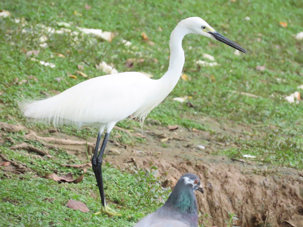 Little Egret - 韋勳 陳