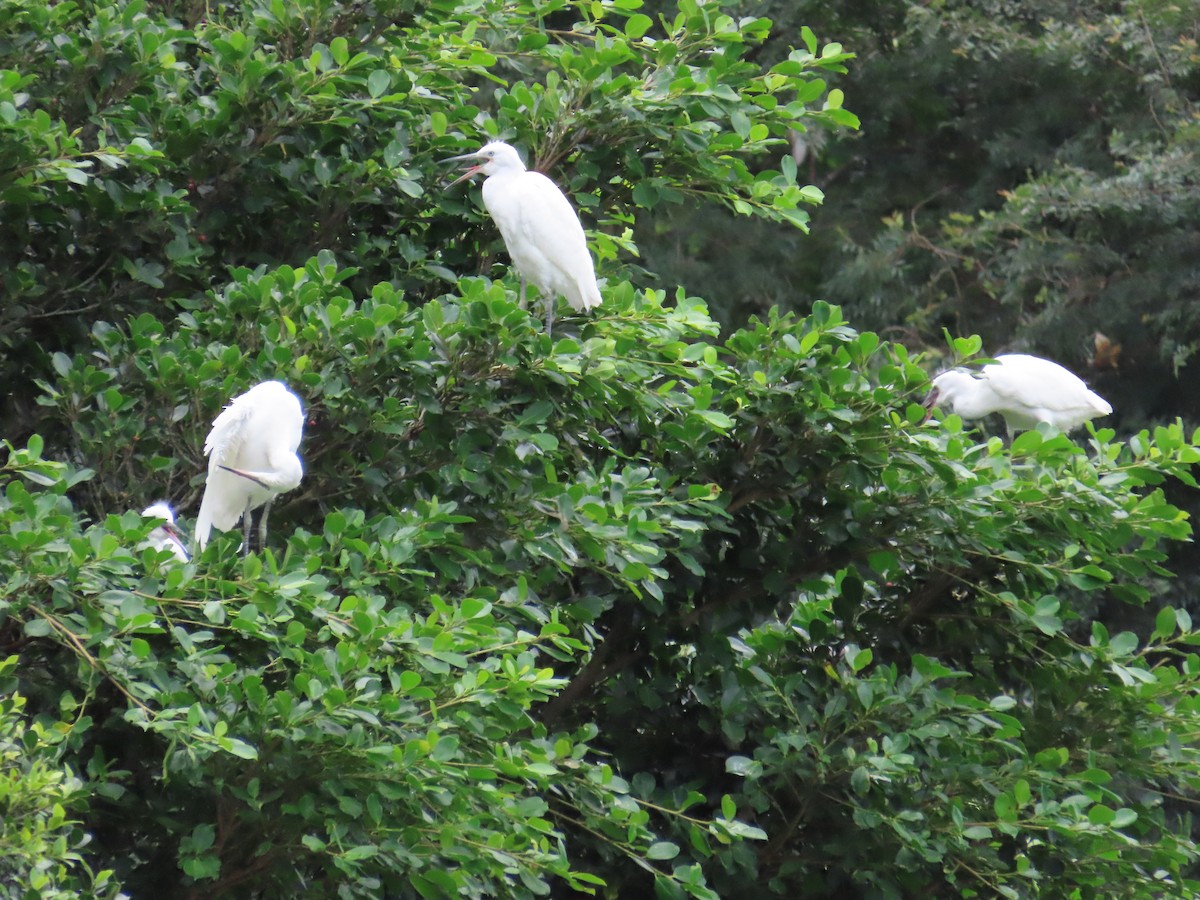 Little Egret - 韋勳 陳