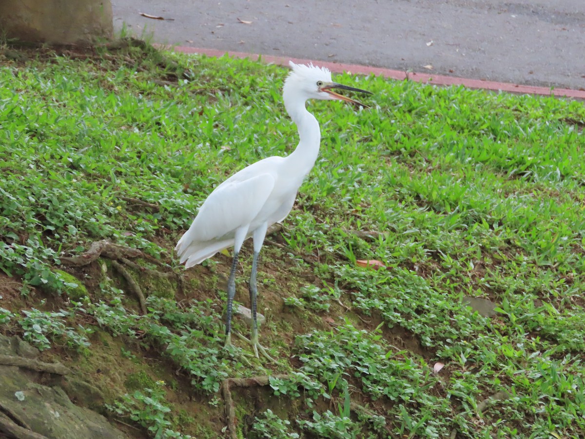 Little Egret - 韋勳 陳