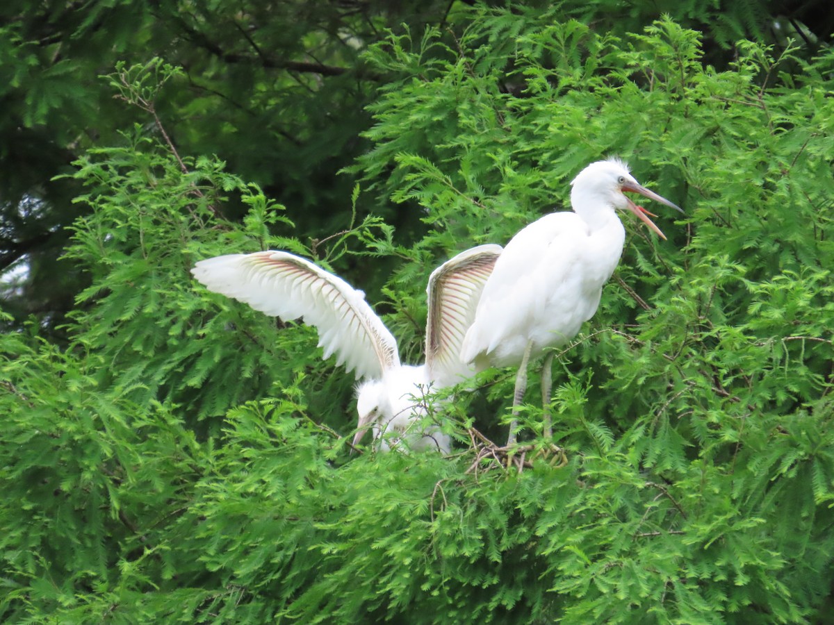 Little Egret - 韋勳 陳