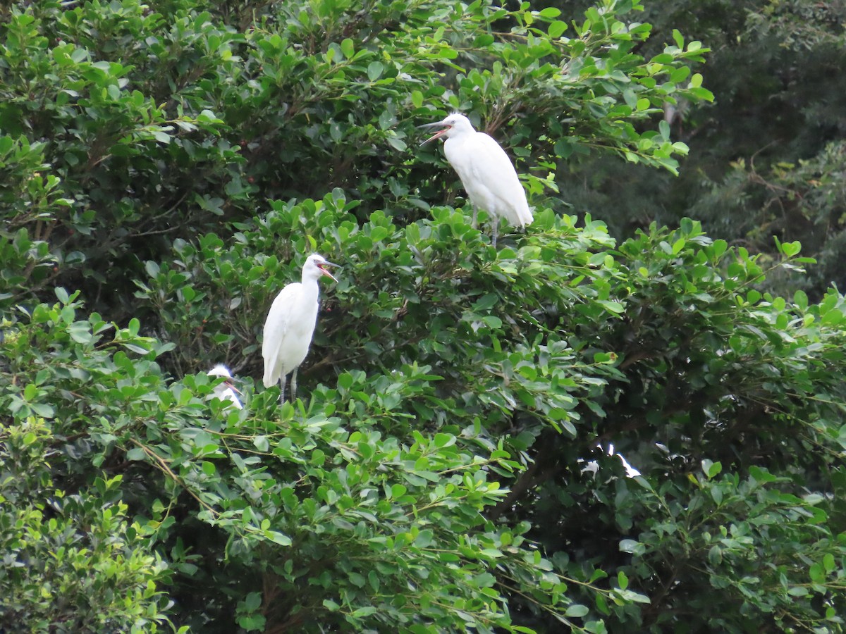 Little Egret - 韋勳 陳