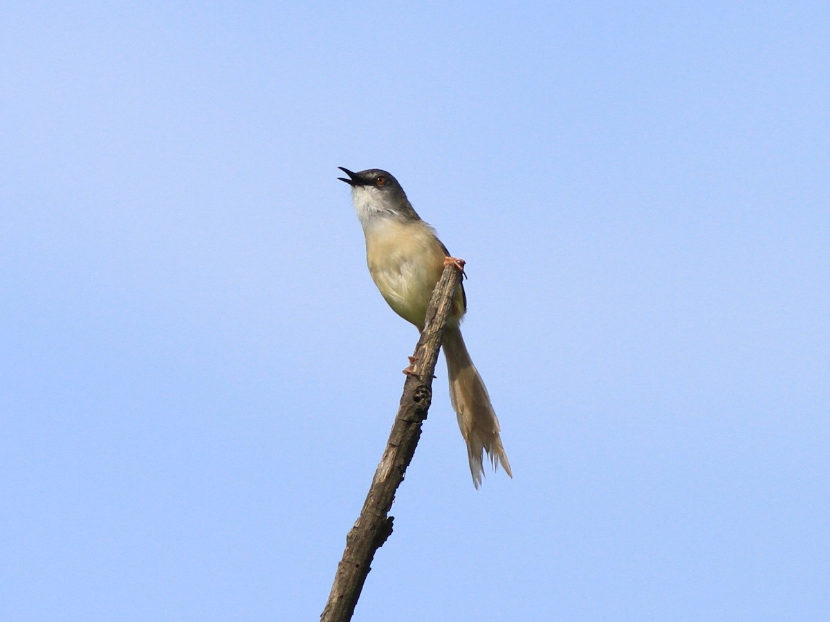 Yellow-bellied Prinia - ML619616485