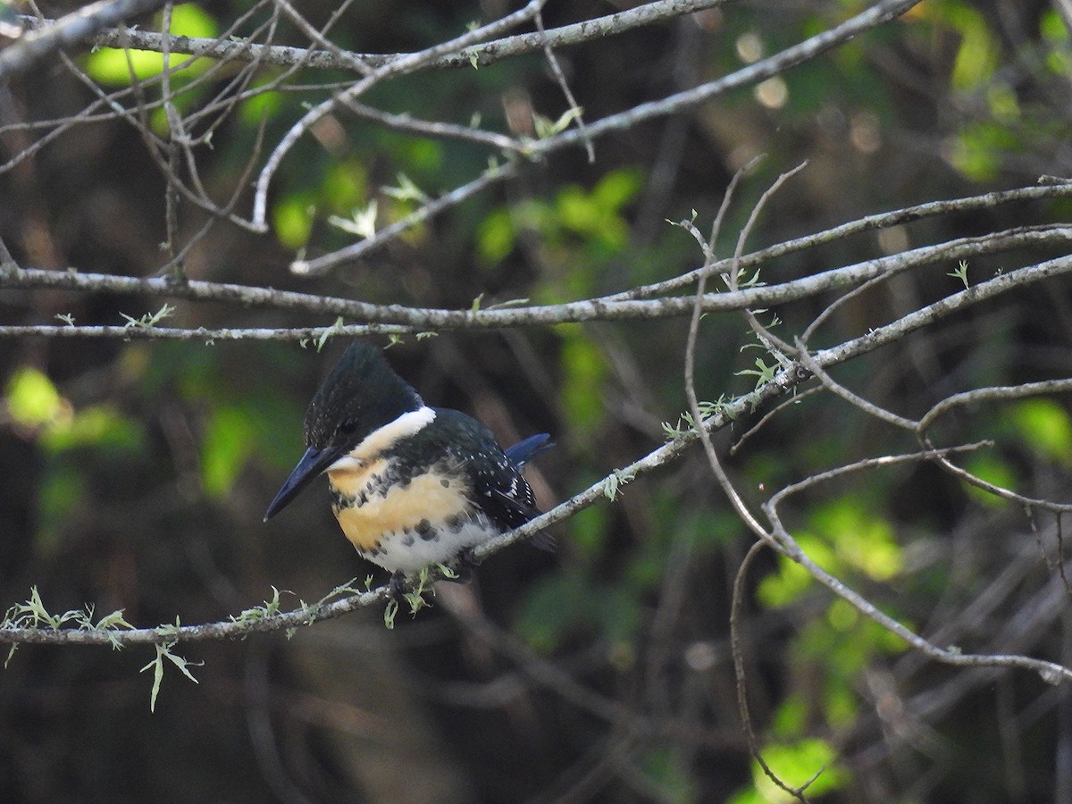 Green Kingfisher - Silvana Mallo