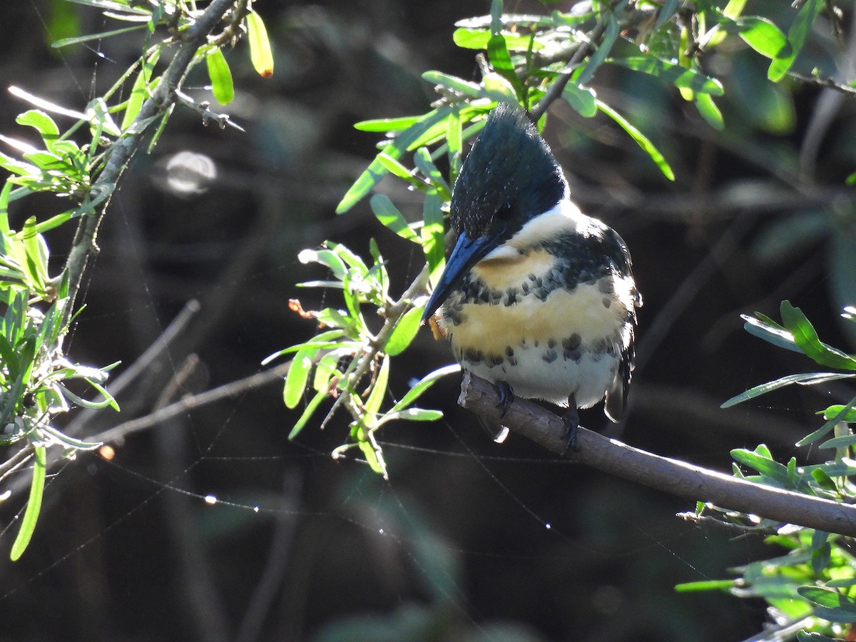 Green Kingfisher - Silvana Mallo