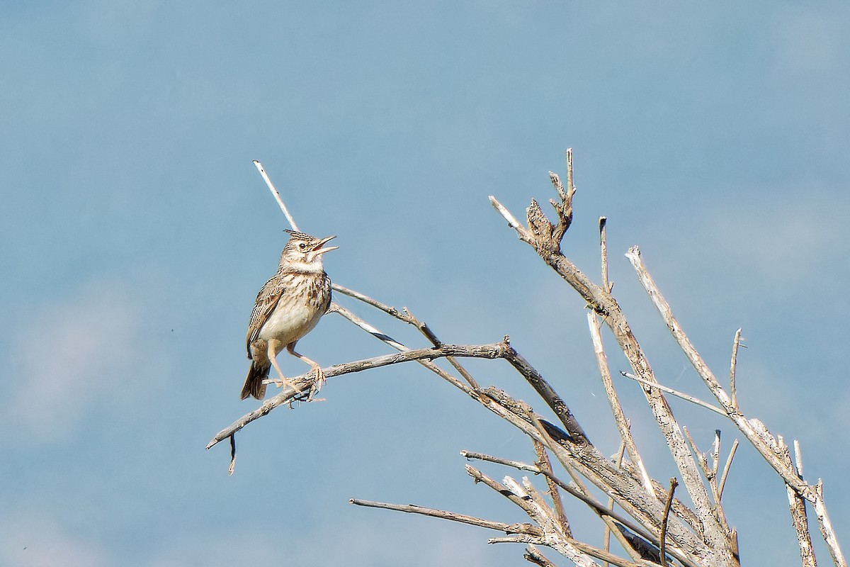 Crested Lark - leon berthou