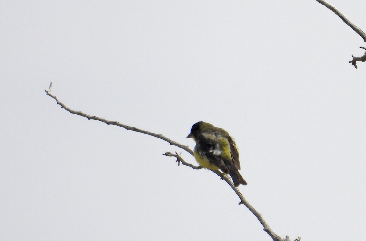 Lesser Goldfinch - Tresa Moulton