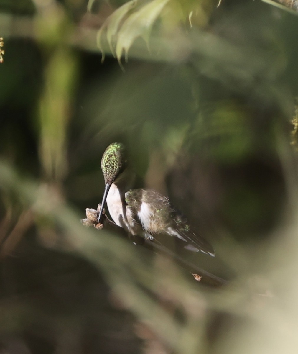 Ruby-throated Hummingbird - ML619616502