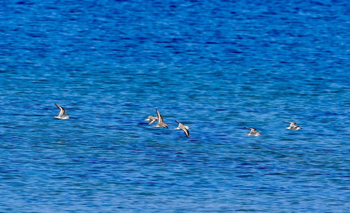 Sanderling - Bob & Anne-Marie Taylor