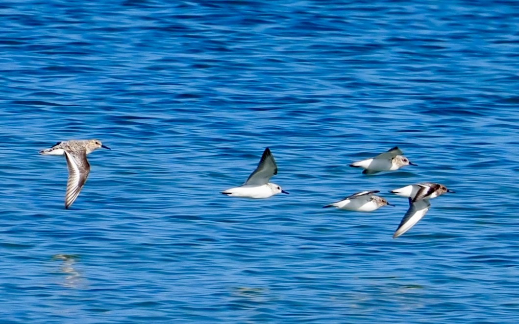 Sanderling - Bob & Anne-Marie Taylor