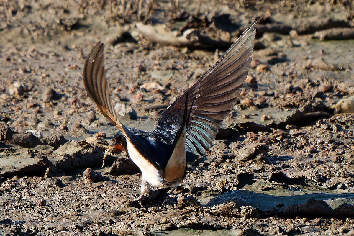 Barn Swallow - leon berthou