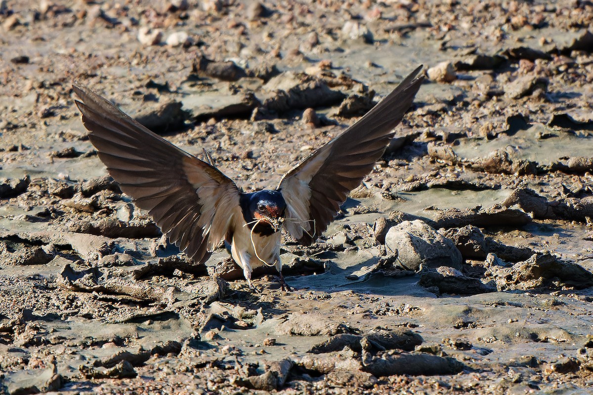 Barn Swallow - leon berthou