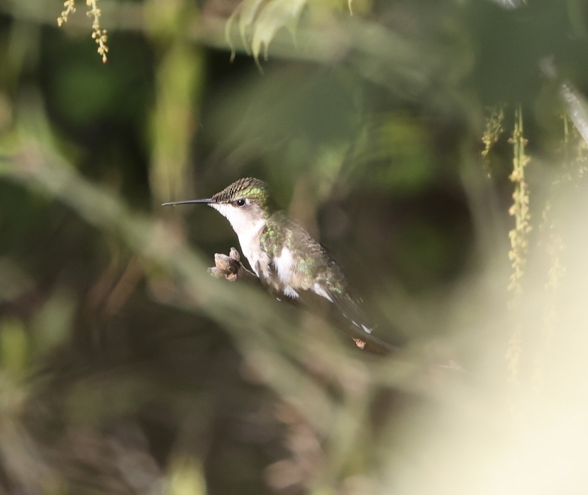 Colibrí Gorjirrubí - ML619616522