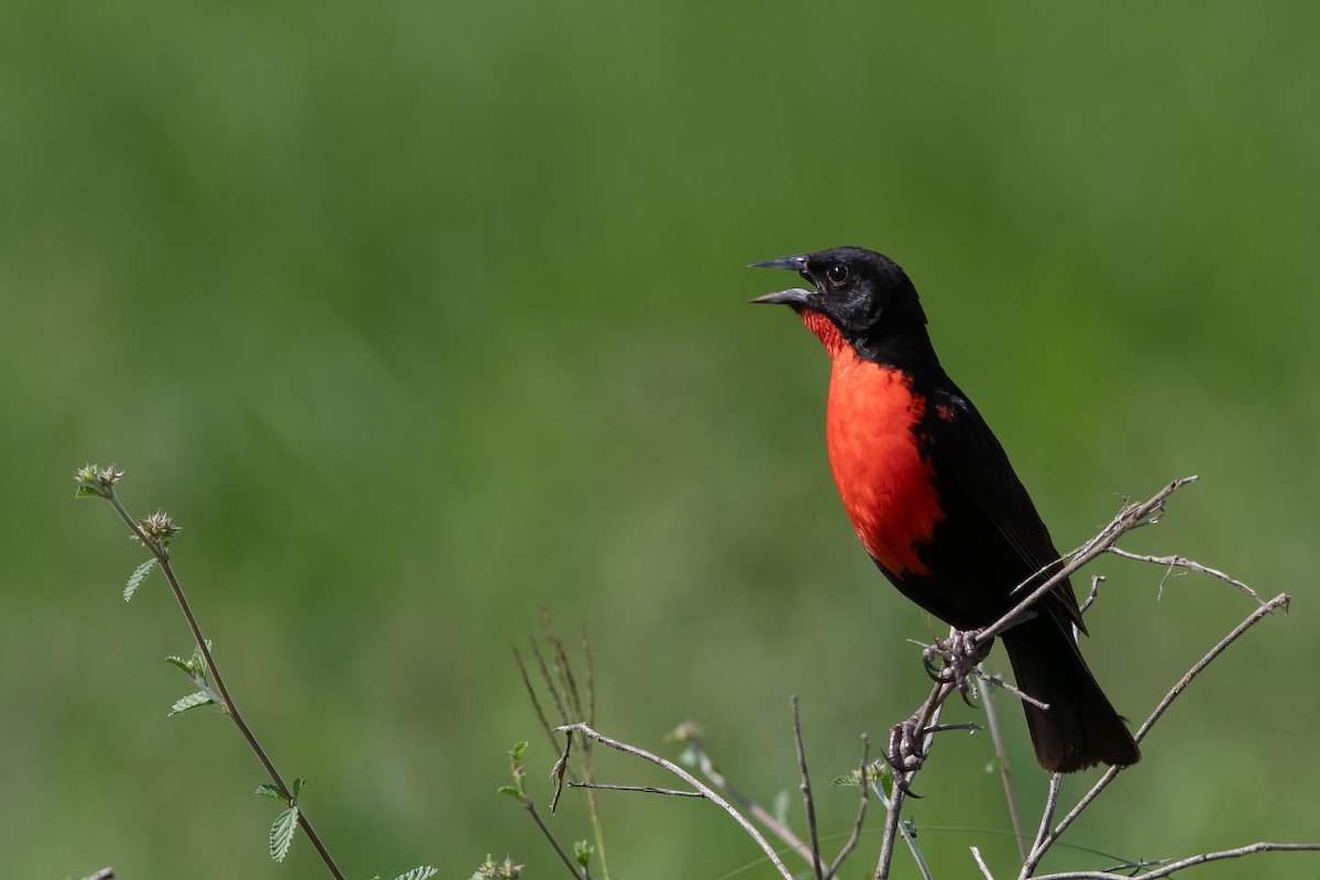 Red-breasted Meadowlark - Jhonathan Miranda - Wandering Venezuela Birding Expeditions