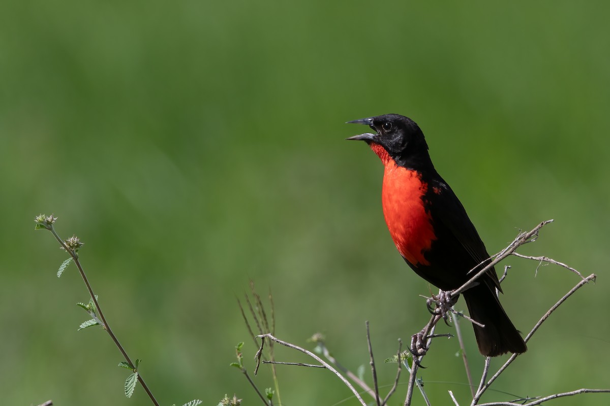 Red-breasted Meadowlark - ML619616526