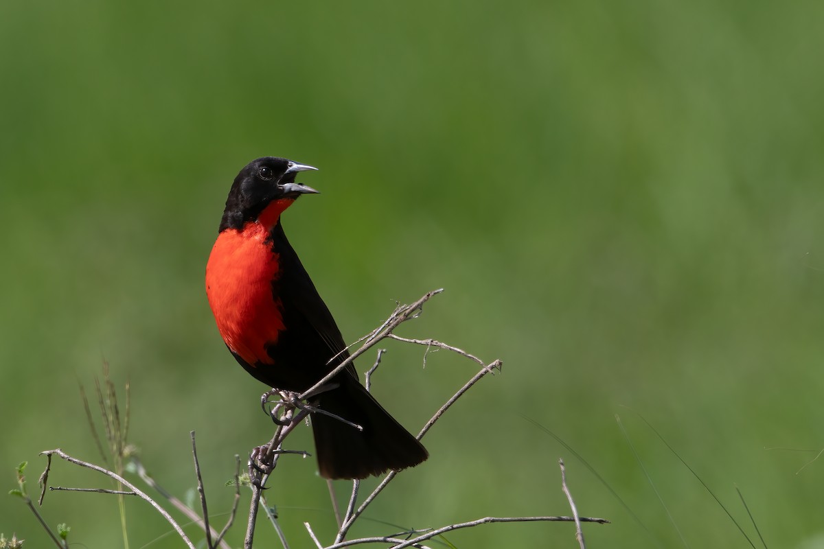 Red-breasted Meadowlark - Jhonathan Miranda - Wandering Venezuela Birding Expeditions