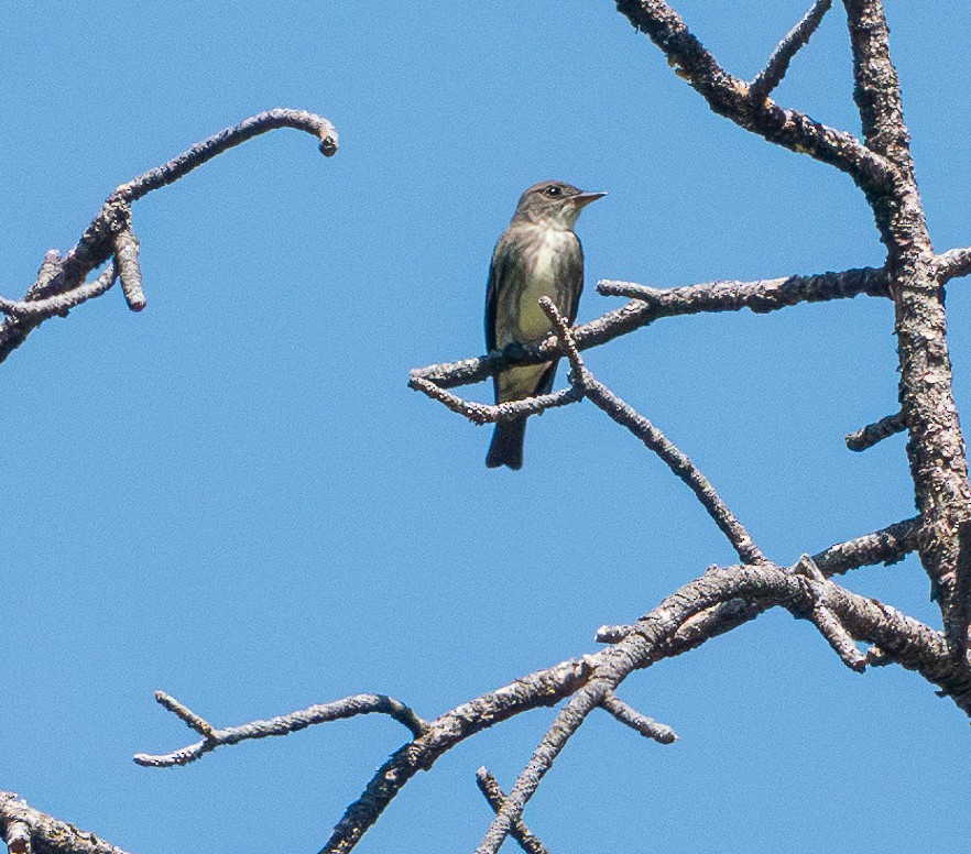 Olive-sided Flycatcher - Lois Farrington