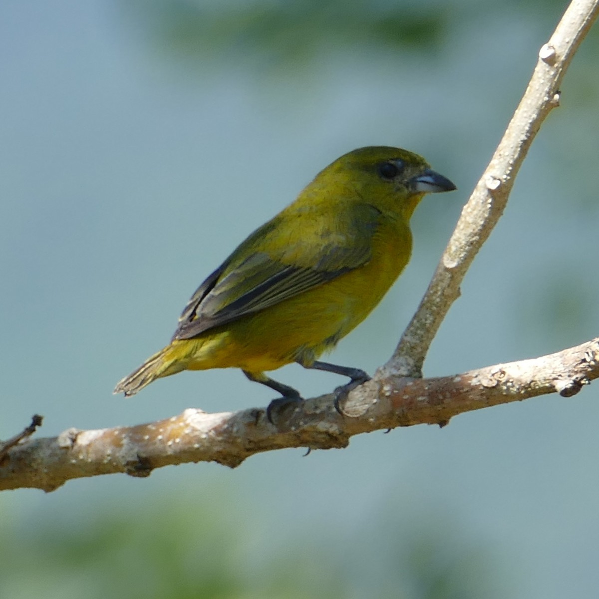 Yellow-crowned Euphonia - ML619616534